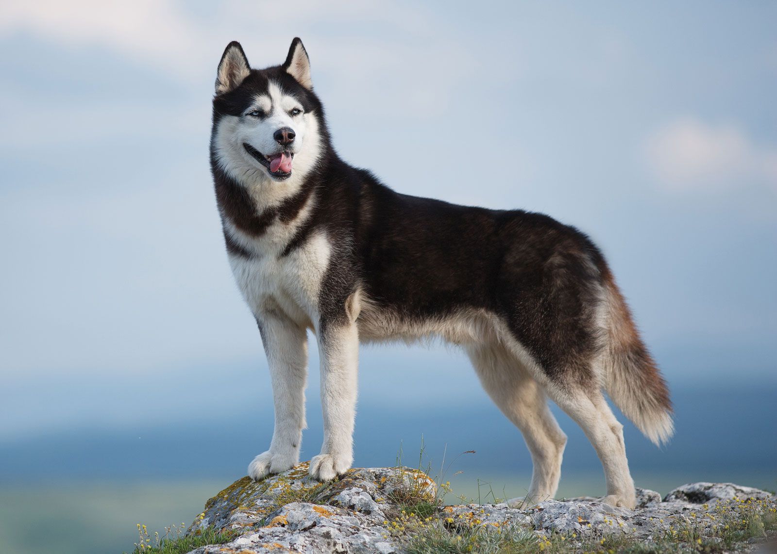 سگ نژاد هاسکی سیبری (Siberian Husky)